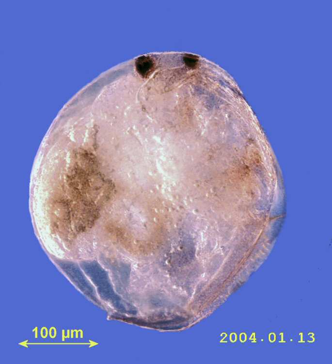 Chydorus sphaericus