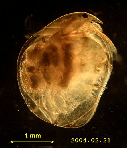 Eurycercus lamellatus