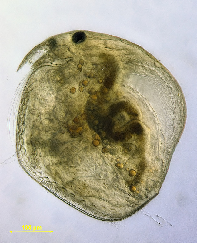 Chydorus sphaericus var coelatus