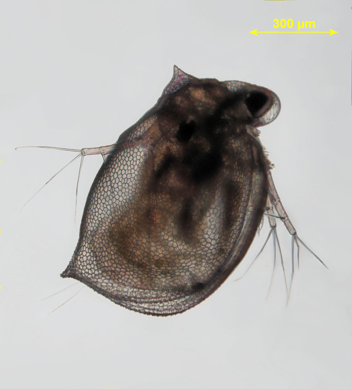 Ceriodaphnia reticulata var serrata
