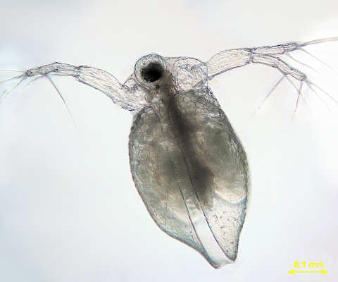 Ceriodaphnia reticulata