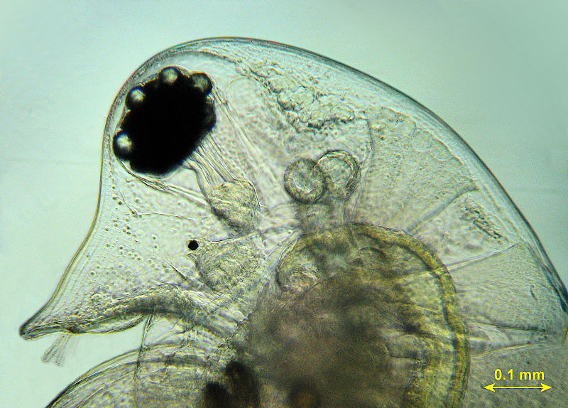 Daphnia pulex