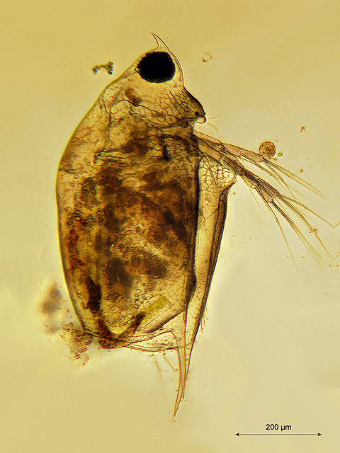Scapholebris mucronata, cornuta form