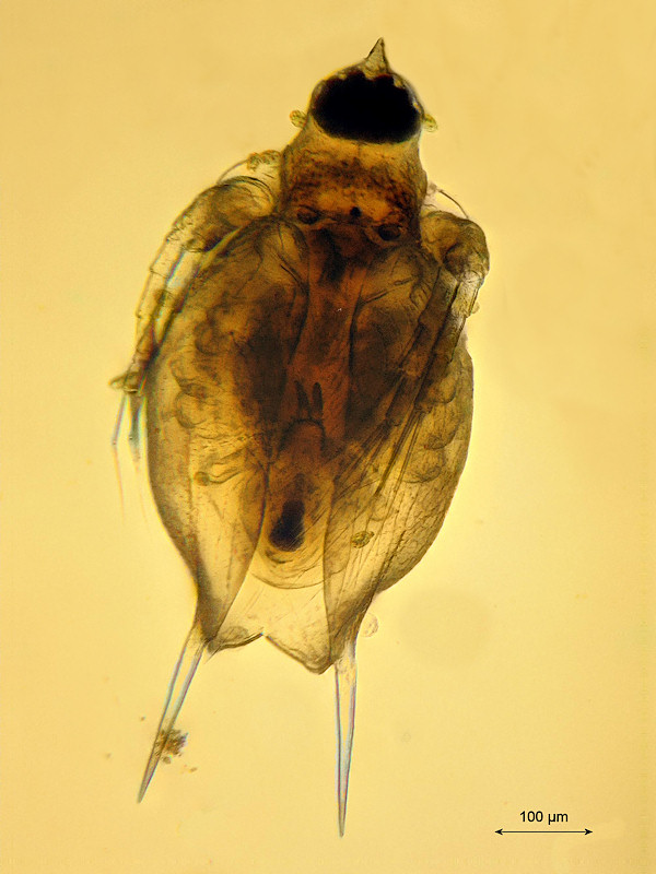 Scapholebris mucronata, cornuta form