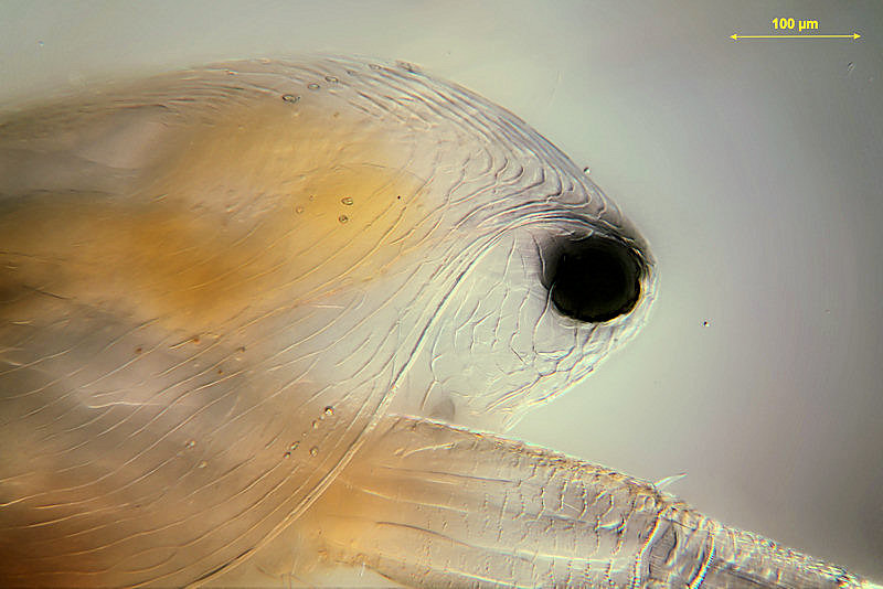 Simocephalus vetulus