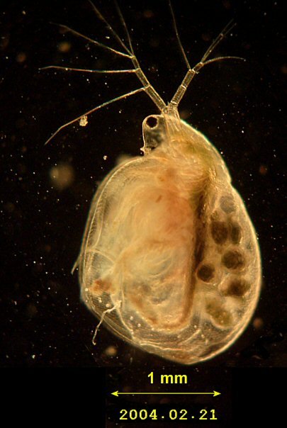 Simocephalus vetulus