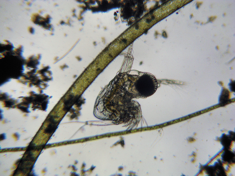 Polyphemus pediculus