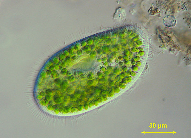 Paramecium bursaria