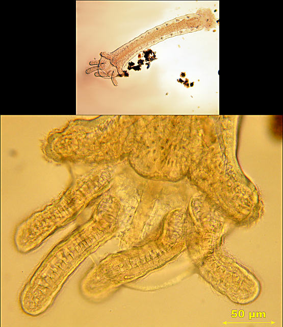 Dero annelid worm