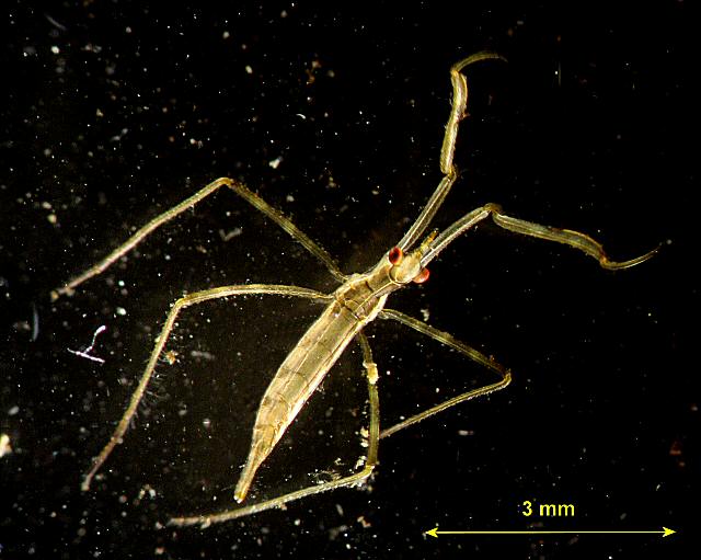 Ranatra linearis