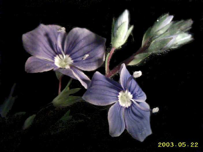 Veronica chamaedrys