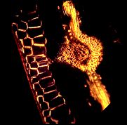 Transveres section of sunflower leaf, polarised light