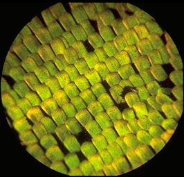 Moth wing showing scales