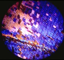 Wing of Papilio machon butterfly showing scales