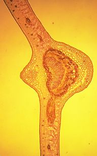 Transverse section of larch leaf
