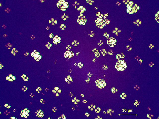Sarsaparilla starch